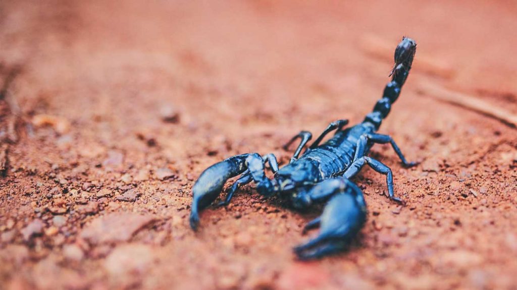 blue scorpion venom